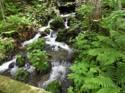新緑の青森県を旅行(６)　 奥入瀬渓流－「石ケ戸」から「雲井の流れ」までの4.6kmー をトレッキング
