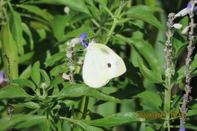 ビバホーム横の通りの花壇で見られた蝶