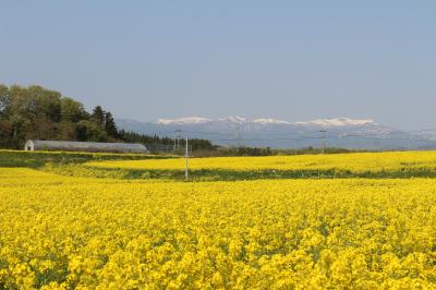 途中の花めぐりをしながら大崎市・菜の花まつりに行ってみました。