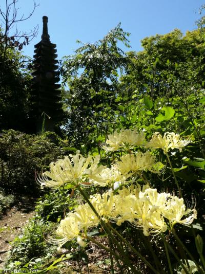 「常楽寺」の彼岸花_2022_淡黄色の花が咲き始めました。（群馬県・太田市）