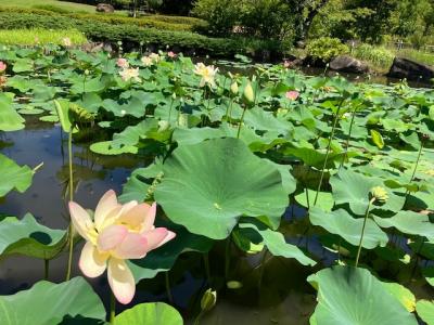 真夏の馬場花木園はハスが盛り、木曽路でランチも食べました