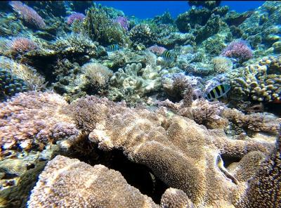 8泊9日慶良間諸島座間味島＆宮古島の旅@シュノーケリング天国の座間味