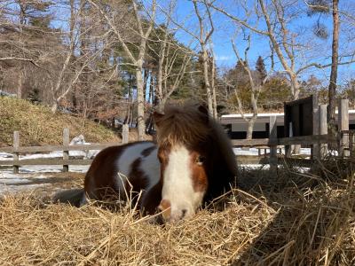 星野リゾート 青森屋を満喫 3