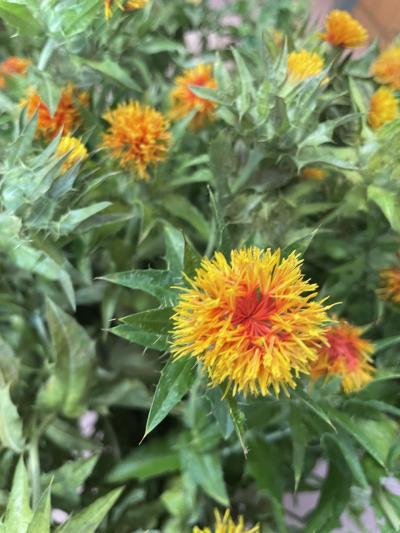 還暦同級生山形で呑んだくれ旅~2日目