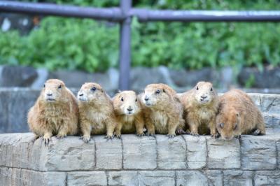 【女ひとり旅/伊豆高原】1日目：シャボテン動物公園～美食プチホテル泊