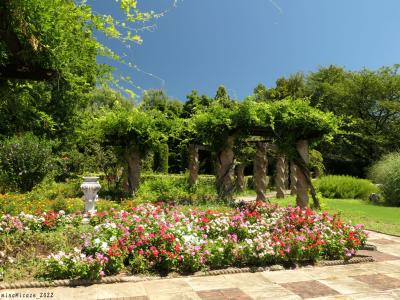 「エアリスの小さな森公園」の夏の花_2022_赤い彼岸花が咲き始めてました（群馬県・太田市）