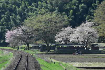 越美北線の春を彩る沿線風景2022～桜と蛇行する足羽川に架かる7つの橋梁～（福井）