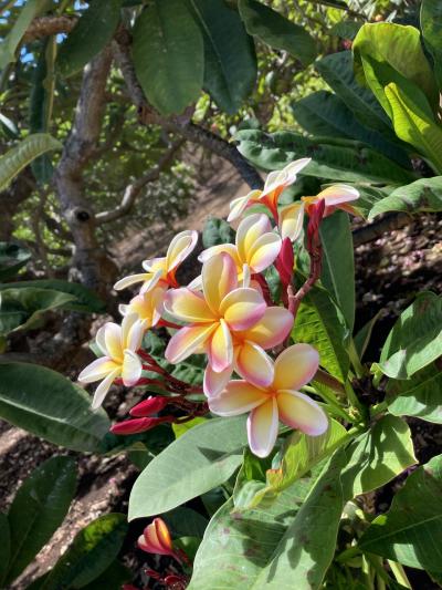 3 年ぶりのハワイ⑤9泊11日⭐︎HGVC（グランドワイキキアン&amp;アイランダー）＋1泊2日羽田