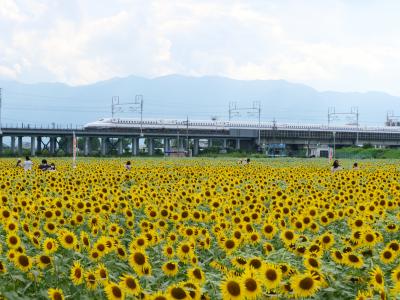 2022.08 大垣ひまわり畑に行ってきた。