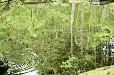 Japan 京都（5/11)　西芳寺　苔職人の苦労