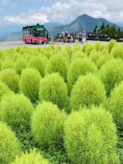 モフモフ♪、もふもふ♪ 、IN越後湯沢　 あら？意外と少ないのね。