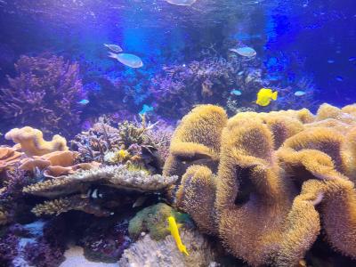 伊勢志摩鳥羽旅行記録②～鳥羽水族館