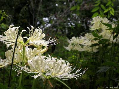 「常楽寺」の彼岸花_2022（2）_白い花が咲き始め、見頃が始まっています（群馬県・太田市）