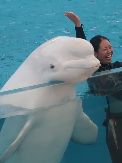 八景島シーパラダイス-2　海の動物たちのショーa　シロイルカ　☆2頭×2人duetダンス