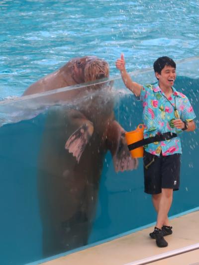 八景島シーパラダイス-3　海の動物たちのショーｂ　セイウチ　☆豪快水かけ‐スプラッシュ！