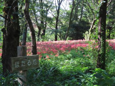 広～い公園内の散策　☆野川公園には自然がいっぱい