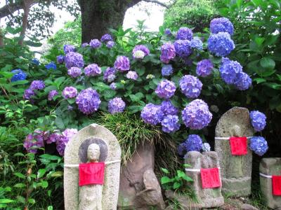 あじさいの風景を訪ねて大和路の名刹、矢田寺・般若寺へ