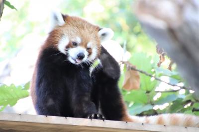 約５年ぶりの野毛山動物園はナイトのげやま2022～屋外レッサーパンダをまじまじ見るのは久しぶり～可愛いイチゴちゃんと昼と夜の野毛山の仲間たち