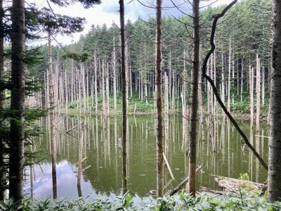 つぎに流行りそうな「黒い池」ぜんぜん黒くないんですけどー。