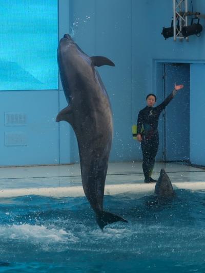  八景島シーパラダイス-4　海の動物たちのショーc　イルカ群泳　☆豪快Jump様々！拍手喝采