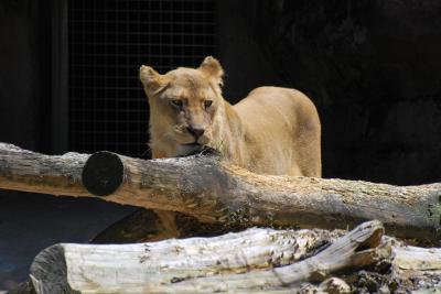 #8大阪２日目☆日本で３番目に古い動物園「天王寺動物園」・新世界でお好み焼き・シェラトン都ホテル大阪クラブラウンジ♪