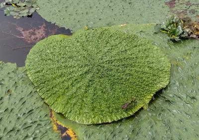 加須市のオニバスとホテイアオイを見て手打ち蕎麦食べました。