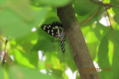 2022年森のさんぽ道で見られた蝶(41)その1)ゴマダラチョウ、アカボシゴマダラ、ルリタテハ、キタハ、イチモンジチョウ