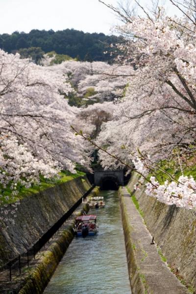 春爛漫、桜の花に酔いしれる京都・滋賀の旅♪ vol.３ 琵琶湖疏水と不死鳥の寺・三井寺（園城寺）、びわ湖大津プリンスホテル