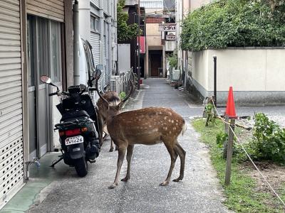 今ならキャンペーンで奈良