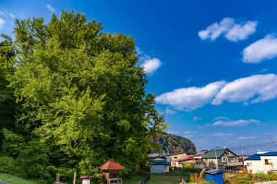 弘前/津軽半島/白神山地ぐるり旅【5】~黄金色に色づいていない日本最大級のイチョウの木~北金ケ崎の銀杏