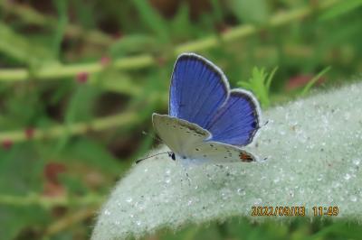 ビバホーム横の通りの花壇付近で見られた蝶