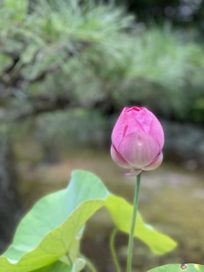 なんだかんだで京都～カフェと法金剛院の蓮の花(2022.7.30)～