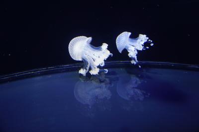 鶴岡市立加茂水族館のクラゲjellyfishと日本海の海☆あつみ温泉萬国屋の山形牛しゃぶで満腹