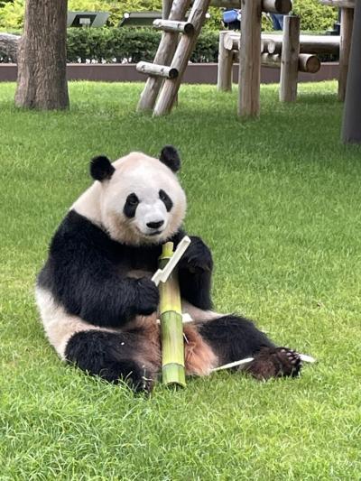 #9 大阪3日目【和歌山編】アドベンチャーワールドでパンダ達見放題に感激♪とれとれ市場で堅田丼＆紀州はちみつ梅！豚骨醤油味の和歌山ラーメン！