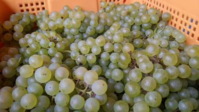 22年 青春18きっぷ 10 山梨でブドウの収穫だっ!