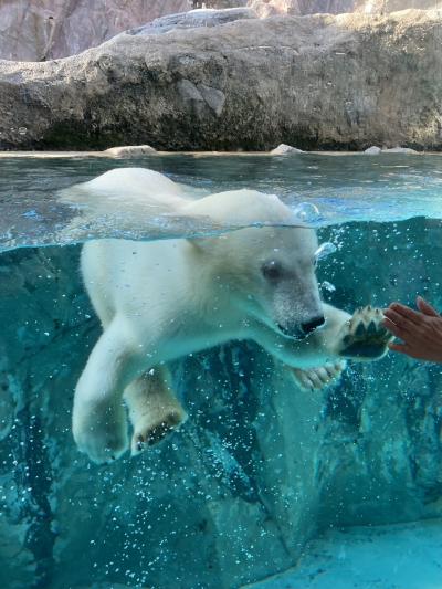 7月初めの旭川、&quot;旭山動物園のホッキョクグマ ゆめちゃん&quot; は、ガラス越しにパータッチができちゃうくらいの芸達者だった！