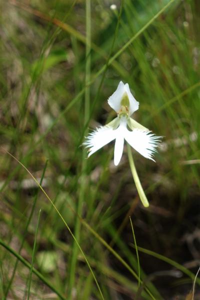 青春18きっぷ＆「いまなら。キャンペーン2022プラス」で2泊3日も3万円切り☆寄り道は葦毛湿原♪