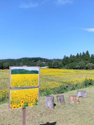 そばとひまわりの絶景を楽しむ