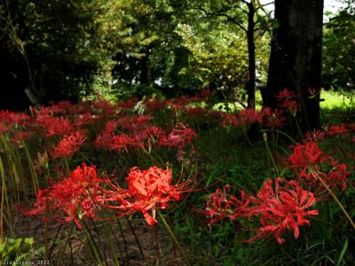 「エアリスの小さな森公園」の彼岸花_2022(2)_色褪せが進み、見頃末期でした（群馬県・太田市）