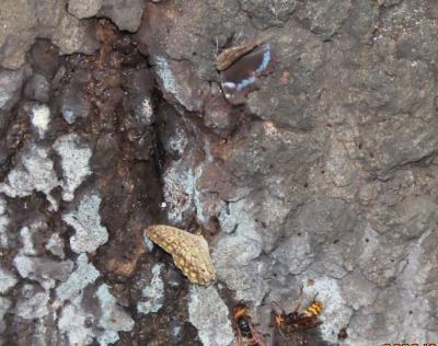 2022年森のさんぽ道で見られた蝶(42)その1)ルリタテハ、サトキマダラヒカゲ、キタテハ、コミスジ