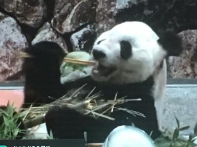 2022パンダ鑑賞記録☆永明&良浜夫妻お誕生日おめでとう!☆オンライン誕生日会に参加