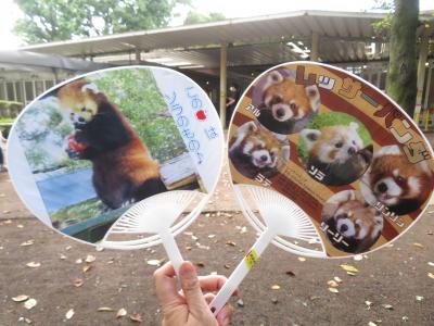 レッサーパンダ三昧の羽村市動物公園（前編）童話ランドで解説も充実！～モルモットのタッチや子ヤギトレーニングや売店でレッサーグッズの買い物も