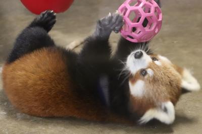 レッサーパンダ三昧の羽村市動物公園（後編）梨梨ちゃん加わって全５頭！～ご長寿の玲玲さんとイケパンアルくんに荒ぶるラテとリンゴ大好きソラちゃん