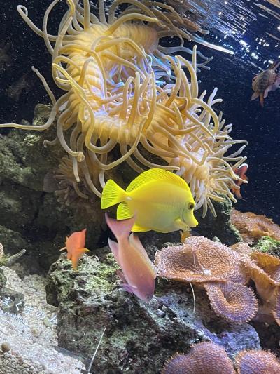 京都梅小路てくてく旅行！…水族館で涼を頂く…ひとり旅編！