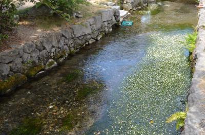 中山道の醒ヶ井宿は、街なかの清流に梅花藻が咲いています