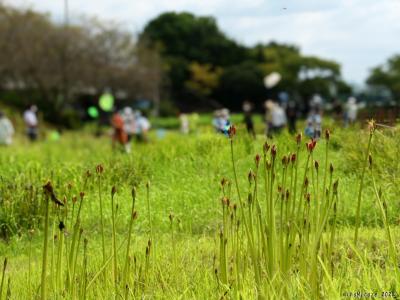 「つつじが岡第二公園」の彼岸花_2022_花芽が出はじめました。白と黄は数輪咲いてます（館林市）