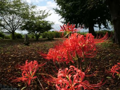 「恩林寺」の彼岸花_2022_花芽が出はじめていました。（群馬県・邑楽町）