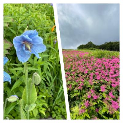 ③白馬五竜高山植物園へGO！目の覚めるような美しい「ヒマラヤの青いケシ」に感動しました♪