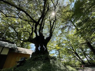 [信州ひとり旅 その③] 美しい自然溢れる軽井沢で、絶景と贅沢グルメ