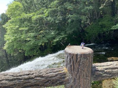 ほぼ奥日光（湯ノ湖・湯滝・中禅寺湖遊覧船・明治の館等）とシメは餃子の日帰り満喫記録。